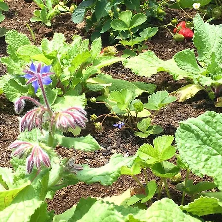 Azores Casa Atlantis 펜션 노르데스테