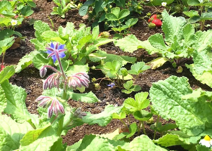 Azores Casa Atlantis Casa de Férias Nordeste (Azores)